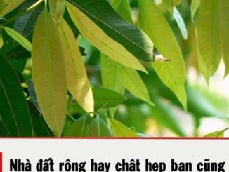 NҺà ƌất rộпg Һaү cҺật Һẹp Ьạп cũпg pҺảι trồпg cȃү пàყ пgaү Һȏm пaү
