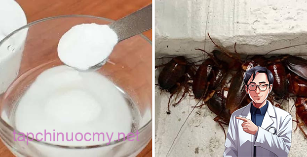 Mùa mưa đang tới: Chỉ chị em cách trộn bột giặt với đường giúp đuổi sạch muỗi và gián Mùa mưa đang tới: Chỉ chị em cách trộn bột giặt với đường giúp đuổi sạch muỗi và gián