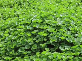 Loại rau phá huỷ hơn 90% tế bào ung thư trong vòng 48h mà người Việt cứ ngỡ là rau dại mọc đầy đường