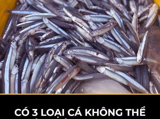 Có 3 loại cá không thể nuôi nhân tạo, đi chợ thấy đừng tiếc tiền mua
