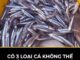 Có 3 loại cá không thể nuôi nhân tạo, đi chợ thấy đừng tiếc tiền mua