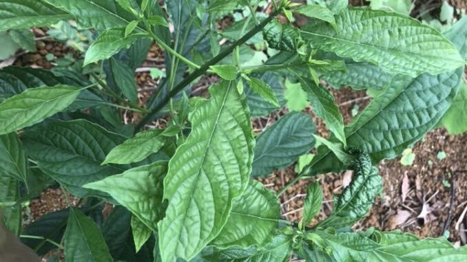 Cây bọ mẩy có tác dụng gì? Cây bọ mẩy có tác dụng gì?