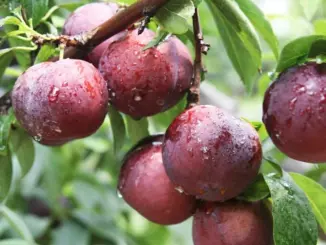 Những lợi ích tuyệt vời của quả mận với sức khỏe