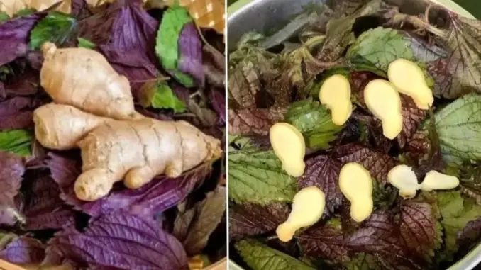 Uống nước lá tía tô nấu với gừng tốt hơn vạn thuốc bổ, cơ thể nhận được lợi ích tuyệt vời này Uống nước lá tía tô nấu với gừng tốt hơn vạn thuốc bổ, cơ thể nhận được lợi ích tuyệt vời này