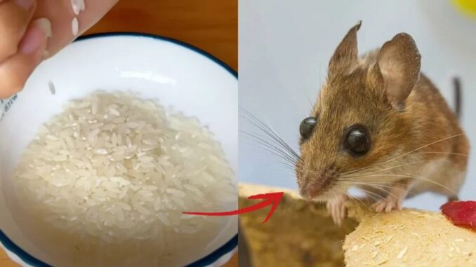 Cách đuổi cả đàn chuột chỉ bằng một nắm gạo, không cần dùng các loại bả độ.c h.ại