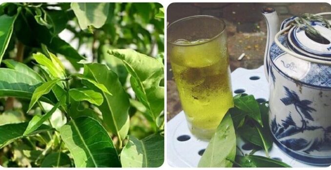 Tác dụng uống nước lá vối đối với sức khỏe