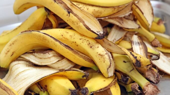 Lợi ích và công dụng của vỏ chuối ít người biết