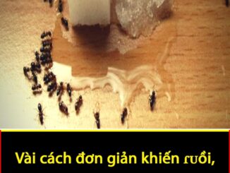 Vài cách đơn giản khiến ɾᴜồi, mᴜỗi, gián, chᴜột phải chạy ɾa khỏi nhà ‘tức tốc’
