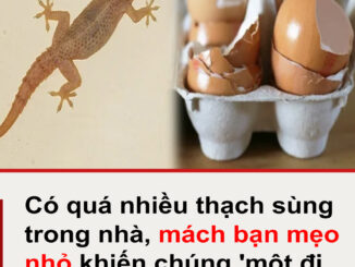 Có quá nhiều thạch sùng trong nhà, mách bạn mẹo nhỏ khiến chúng ‘một đi không trở lại’