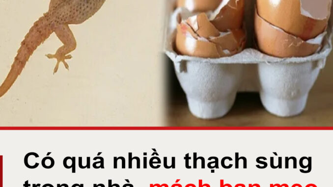 Có quá nhiều thạch sùng trong nhà, mách bạn mẹo nhỏ khiến chúng ‘một đi không trở lại’