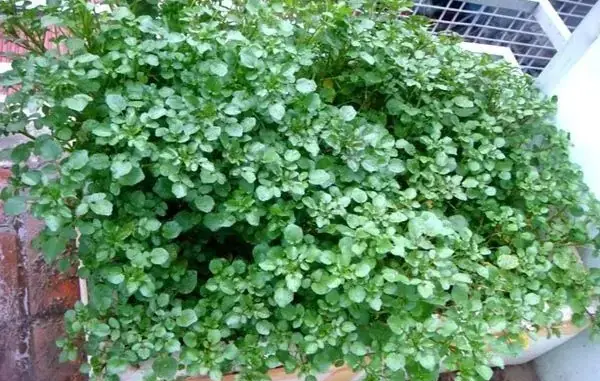 Cả thế giới mở tiệc ăn mừng vì mới phát hiện ra loại rau có khả năng chống UT gấp trăm lần thuốc đặc trị , Ở Việt Nam mọc đầy ra