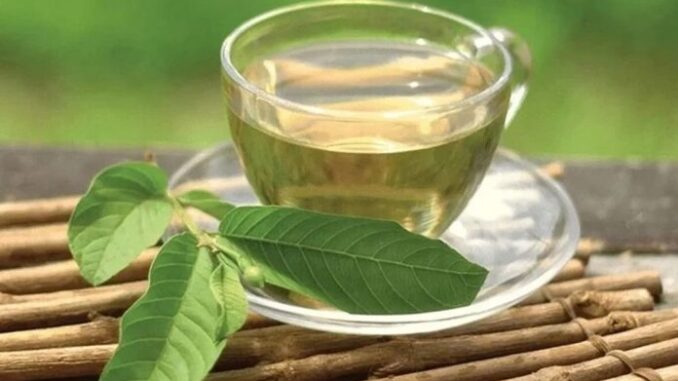 Công dụng chữa “bách bệnh” từ nước lá ổi có thể bạn chưa biết Công dụng chữa “bách bệnh” từ nước lá ổi có thể bạn chưa biết