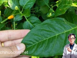 Loại lá chứa kho canxi, dưỡng gan bổ mắt, mọc đầy vườn, nhiều người không biết chỉ nhổ bỏ