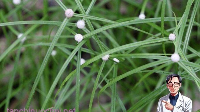 Cây cỏ bạc đầu có tác dụng gì đối với sức khỏe và lưu ý khi sử dụng.