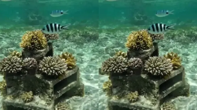 Báo động tình trạng suy giảm nghiêm trọng rạn san hô Great Barrier