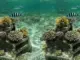 Báo động tình trạng suy giảm nghiêm trọng rạn san hô Great Barrier