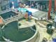 Vụ chồng bị vợ đạp xuống hồ cá Koi gây sốc: Người chồng đăng full clip, nói thật toàn bộ lý do