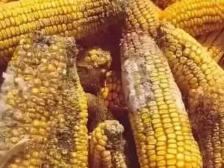 Phát hiện ' chất gây ung thư cấp độ 1', WHO kêu gọi: Ngừng ăn và khuyên cha mẹ kiểm soát