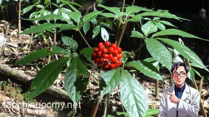 Loài cây quý hiếm, đ:ắt đỏ bậc nhất thế giới, chỉ có duy nhất ở Việt Nam