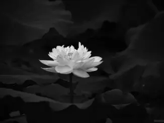 Huyền thoại bóng đá Việt đ:.ột ng:.ột quadoi, cả nước b:.àng h:.oàng