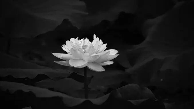 Huyền thoại bóng đá Việt đ:.ột ng:.ột quadoi, cả nước b:.àng h:.oàng Huyền thoại bóng đá Việt đ:.ột ng:.ột quadoi, cả nước b:.àng h:.oàng