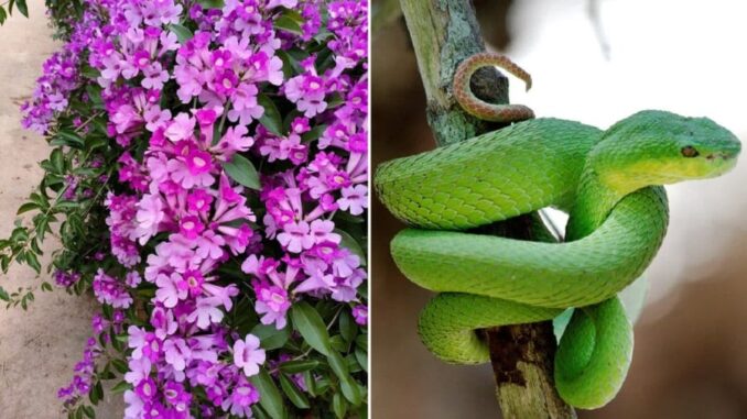 3 cách ngăn rắn bò vào nhà, ai cũng cần biết để bảo vệ gia đình