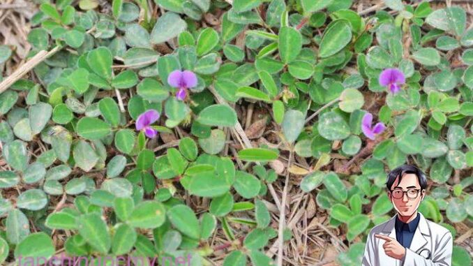 Cây hàn the có tác dụng chữa bệnh tiểu buốt, viêm đường tiết liệu.