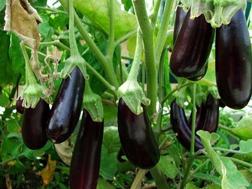 Cà tím là “vua của các loại rau” nhưng 4 người пàყ tuyệt đối đừng ăn
