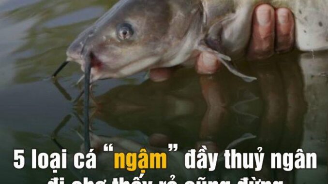 5 loại cá “ngậm” đầy thuỷ ngân, đi chợ thấy rẻ cũng đừng có ham