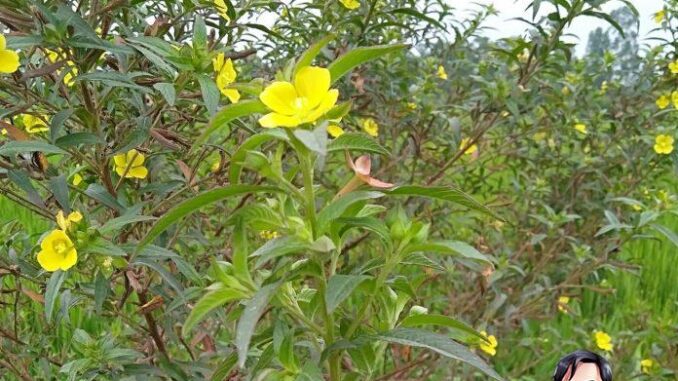 Công dụng của cây rau mương Công dụng của cây rau mương