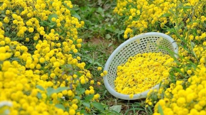 8 loại cây rắn nhìn thấy là tránh xa, trồng quanh nhà rắn không dám đến gần