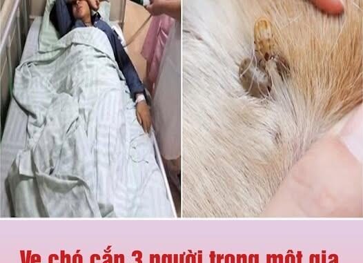 Ve chó cắn 3 người trong một gia đình, 2 người qua đời: Không vệ sinh được thì đừng nuôi, đầy bệnh