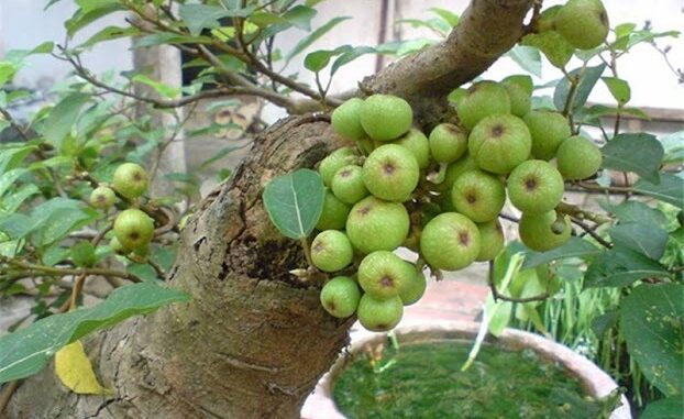 Tḗ bào K cũng phải ‘run sợ’ trước 4 loại quả: Được TG ‘vinh danh’ còn VN có đầy ngoài vườn