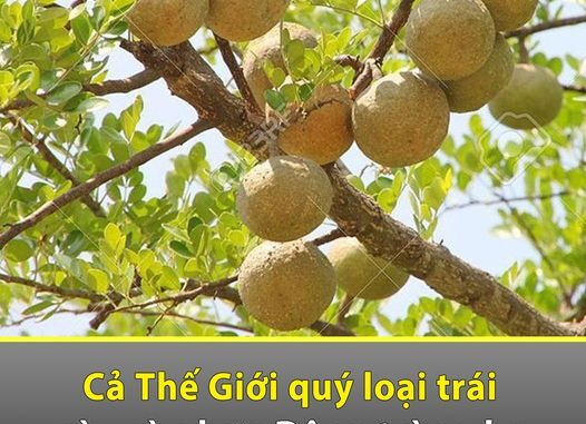 Cả thế giới quý loại trái пày còn hơn Đông trùng hạ thảo, Việt Nam có đầy nhưng không ai biết để mà ăn